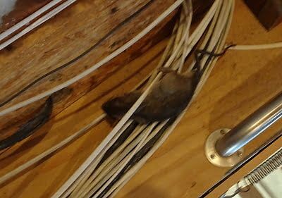 rodent trapping